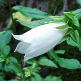 160pixcel�̎ʐ^