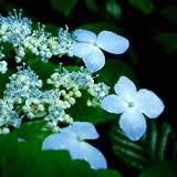 160pixcel�̎ʐ^