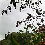 160pixcel�̎ʐ^