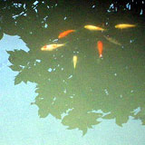 160pixcel�̎ʐ^