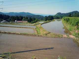 遠山を田面に映し