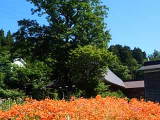 観覧自由の花畑