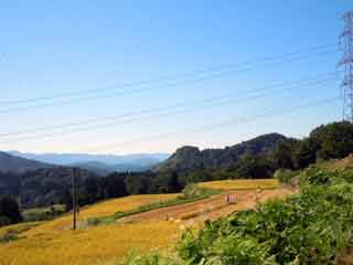 田麦 稲刈りの季節