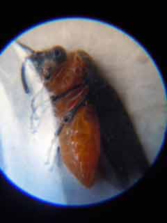 ヌカカの新種?