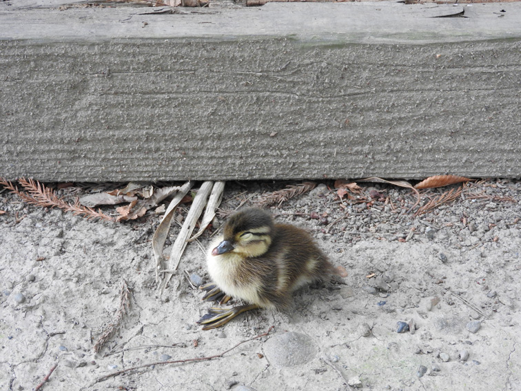 石平はるひこ カルガモの迷子ヒナにおろおろ